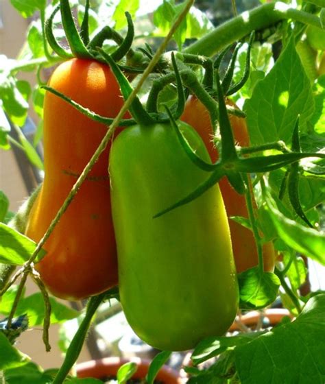 How to Grow and Care for San Marzano Tomato Plants | Dengarden