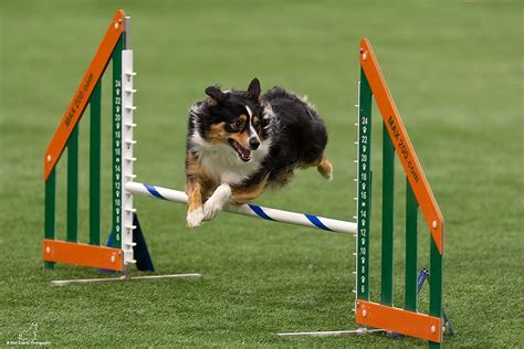 UKI-NJ Agility Trials