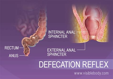 Absorption and Elimination | Digestive Anatomy