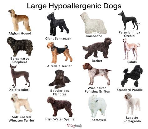 What Is The Largest Non Shedding Dog