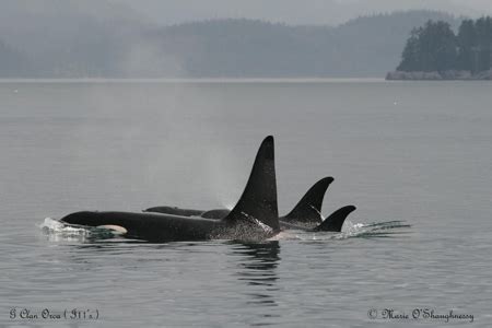 Orca Habitat | Living Oceans