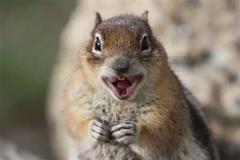 Do Squirrels Carry Rabies? | FeedingNature.com