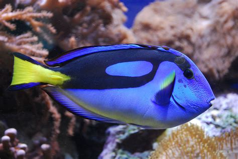 Finding Out about Dory: 5½ Facts on the Blue Tang – National Geographic ...