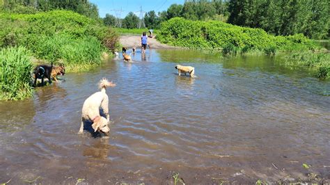 1000 Acres Dog Park - City of Troutdale