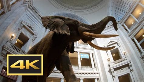 Natural History Museum (New Dinosaur Exhibit) Walking Tour in 4K — Washington, D.C. – Elite ...