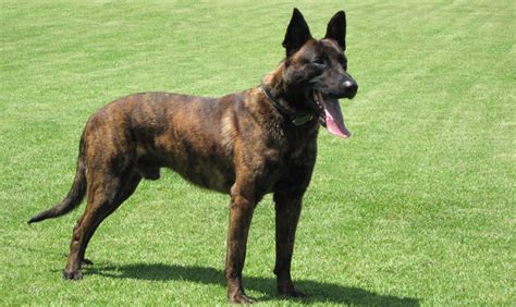 Top 10 Best Police Dog Breeds - Top Ten