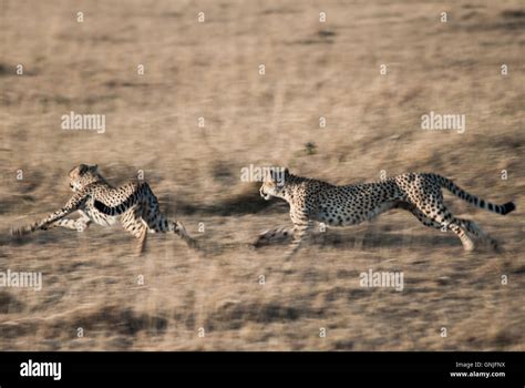 Cheetah chase hi-res stock photography and images - Alamy