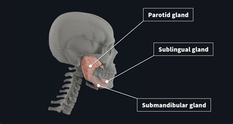 Salivary Glands