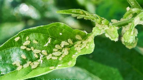 How to get rid of aphids: tips to prevent them from ruining your plants ...