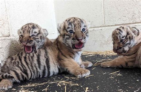 Three Endangered Amur Tiger Cubs Born at Minnesota Zoo