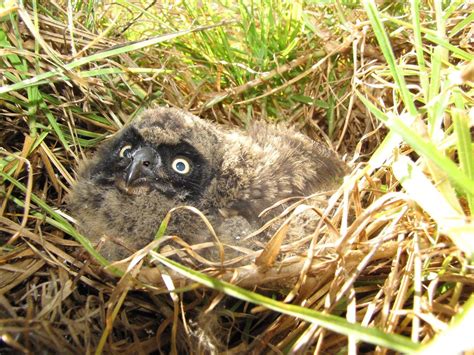 Baby Pueo (Hawaiian Owl), Maui | Cute little baby owl in Upc… | Flickr