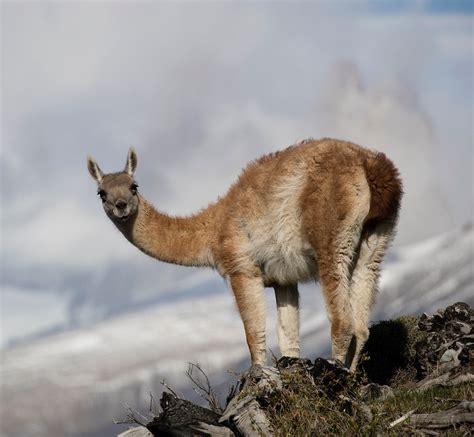 Chile | Chile, Torres del paine, Animals