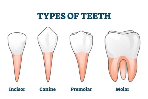 How Many Teeth Do Adults Have?