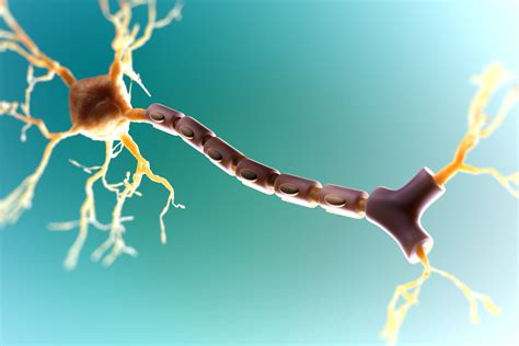 The Myelin Sheath: Anatomy, Function, and Treatment