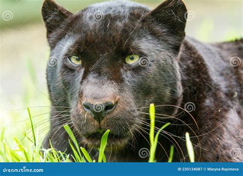 Black Panther with Green Eyes. Stock Image - Image of devious, forest ...