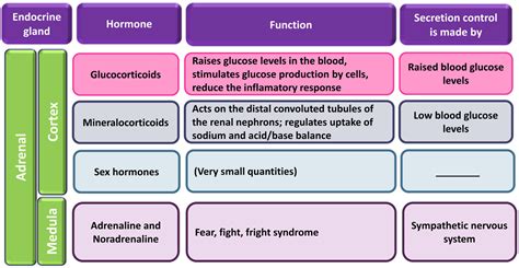 Image result for adrenal hormones | Adrenal gland hormones, Hormones ...