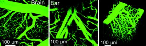 Long-Term Live Cell Tracking of Cancer and Stem Cells Using a Biocompatible Fluorescent ...