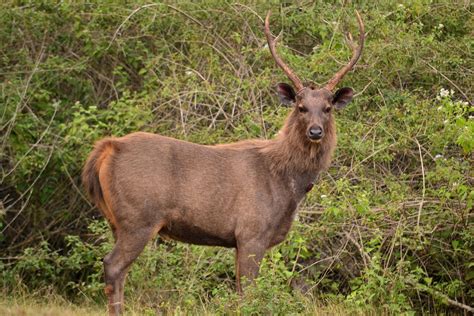 Travel and Photography: Sambar Deer