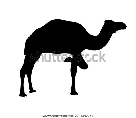 Black Silhouette Camel On White Background Stock Vector (Royalty Free ...