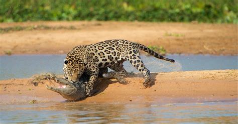 Jaguar vs Crocodile: Who Would Win in a Fight? - A-Z Animals