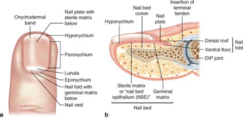 Nail matrix - nimfasticky