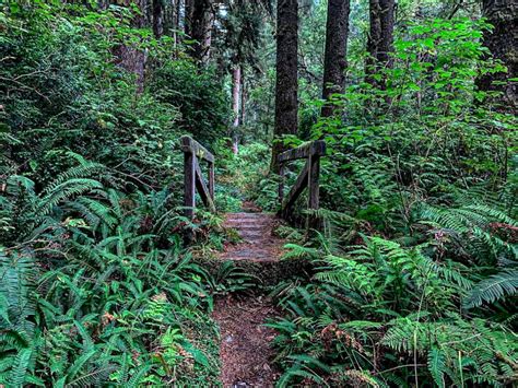 Discover Fern Canyon California