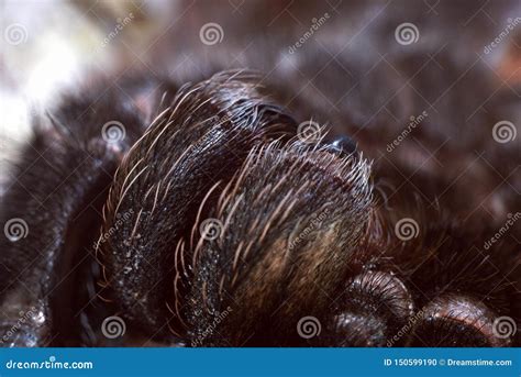 Tarantula Brachypelma Smithi Stock Photo - Image of spider, brachypelma ...