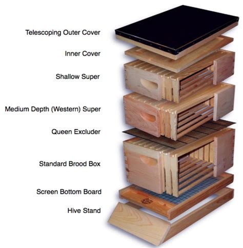 Bee Hive | EZ NUC Box | Components of the Honey Bee Hive | Bee Removal 239-634-1671