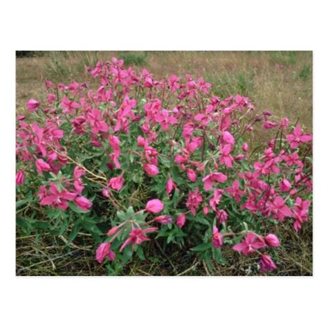 Flowers on the tundra, Alaska Pink flowers Postcard | Zazzle