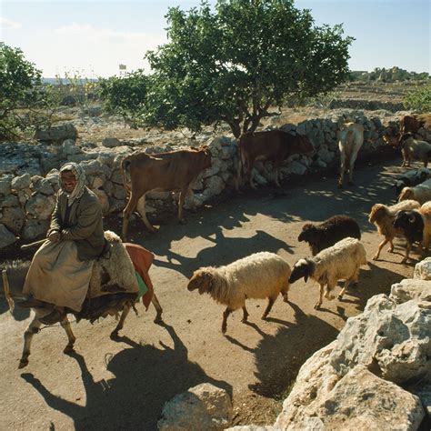 Neolithic Domestication Of Plants And Animals