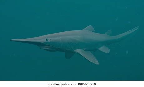 Goblin Shark Deep Sea 3d Rendering Stock Illustration 1985643239 | Shutterstock