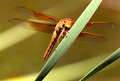 Red Dragonfly Photo | The Dragonfly Foundation