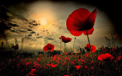 Veteran's Day & The Poppies - DocMuscles