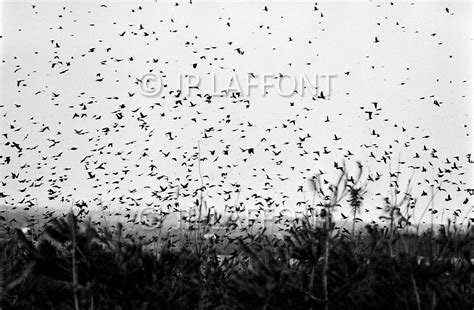 BIRD MIGRATION LAF108121 14A.JPG | Jean Pierre Laffont