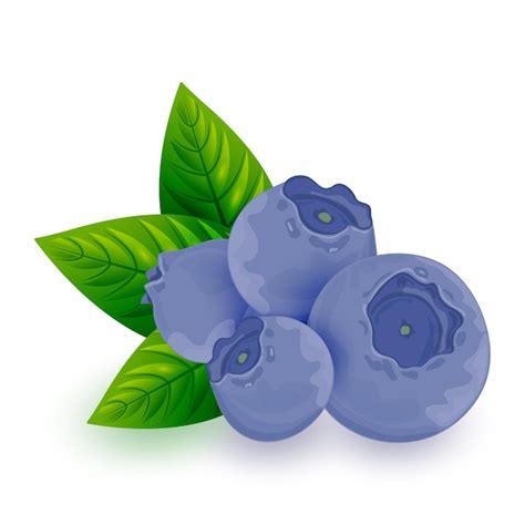 Premium Vector | Blueberries isolated on white. round dark blue sweet berries with green leaves ...