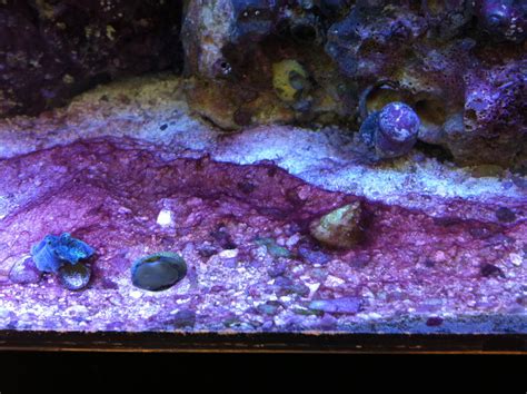 Got Cyanobacteria (red slime algae)? | Devon Morton's Reef Tank Blog