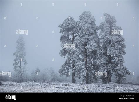 Blackforest in winter Stock Photo - Alamy