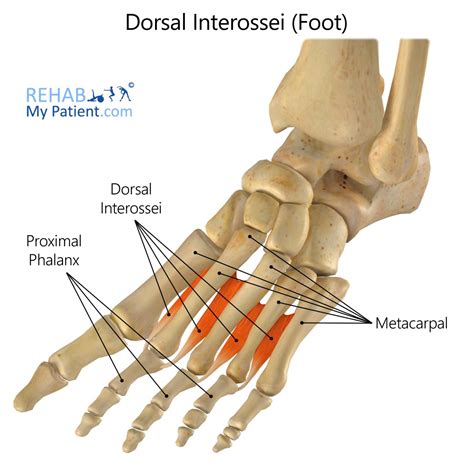 Foot Interossei Muscles Mri / All intrinsic muscles of the foot originate and insert within it.