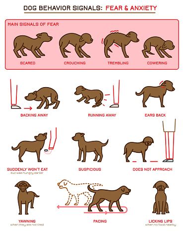 Dog Behavior Icons Stock Illustration - Download Image Now - iStock