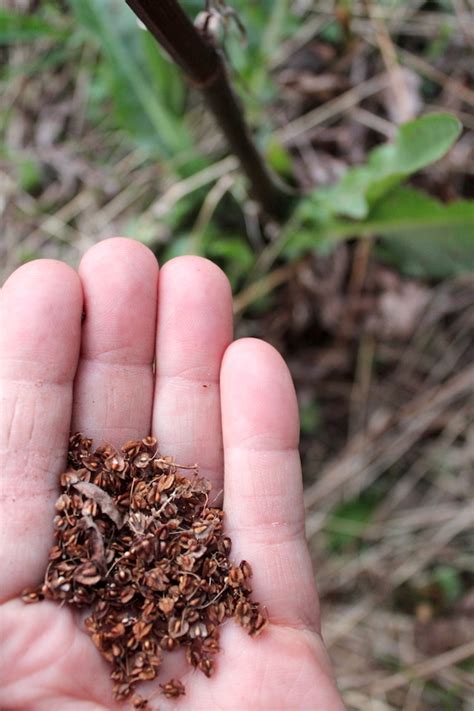 Foraging Dock Seeds ~ Wild Foraged Flour