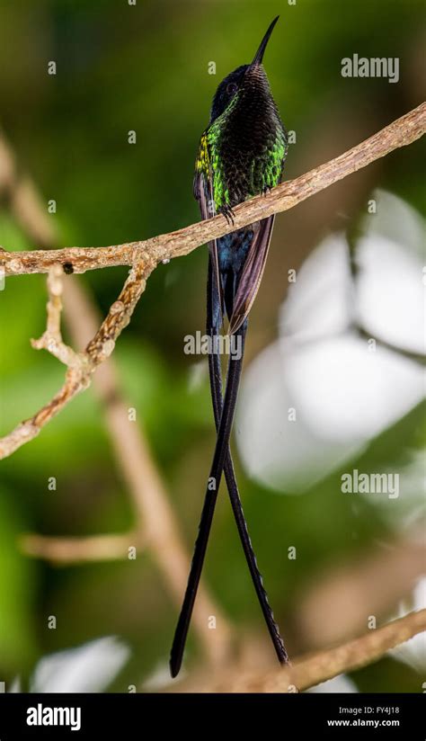 An endemic species Black-billed Streamertail Hummingbird (Trochilus ...