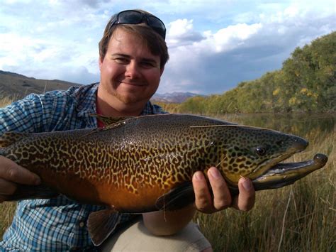 Scott Hopper's blog: MONSTER TIGER TROUT LANDED- LOCATION KEPT SECRET