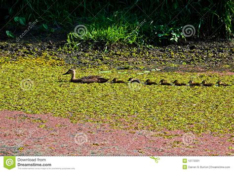 Mother Duck and Baby Ducks 1 Stock Image - Image of adorable, mother ...