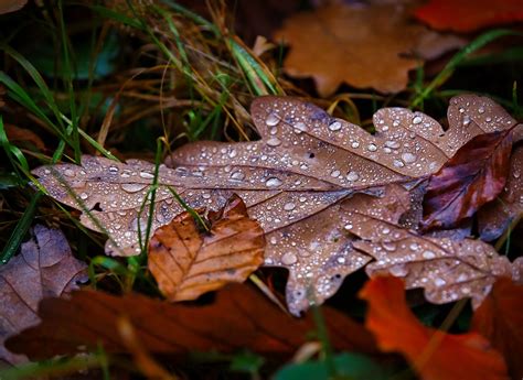 Oak Leaf Fall Leaves - Free photo on Pixabay