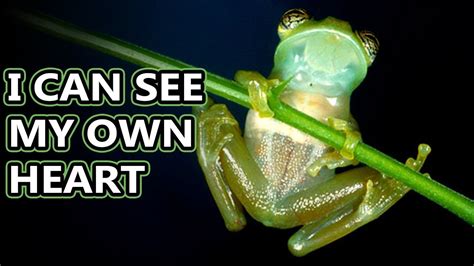 Glass Frog facts: watch their hearts beat | Animal Fact Files - YouTube