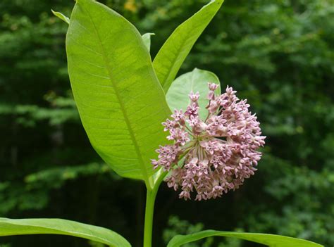 Common milkweed (Asclepias syriaca) | Identify that Plant