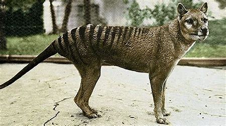 Thylacine | Animal Database | FANDOM powered by Wikia