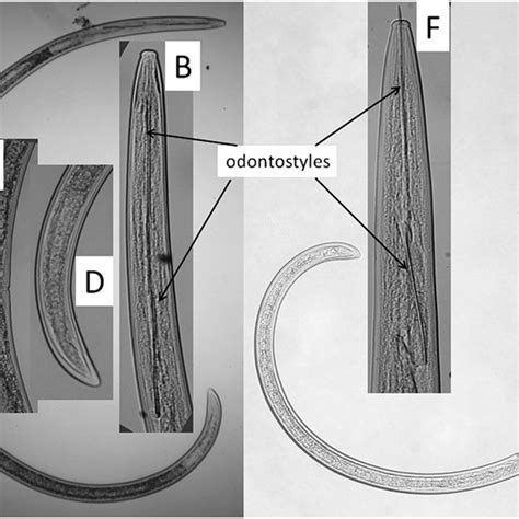 An intersex of Longidorus elongatus (A-D). A: Entire nematode; B:... | Download Scientific Diagram