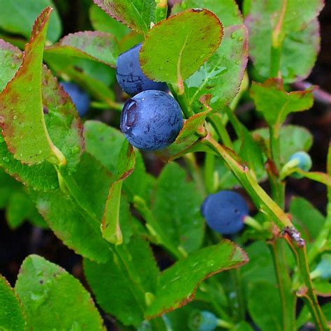 bilberry - Plant Medicine News