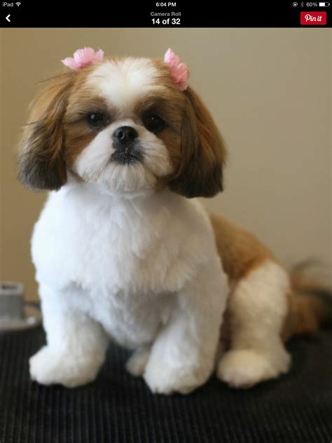 Shih Tzu Haircuts Teddy Bear Cut - Shih Tzu Dog